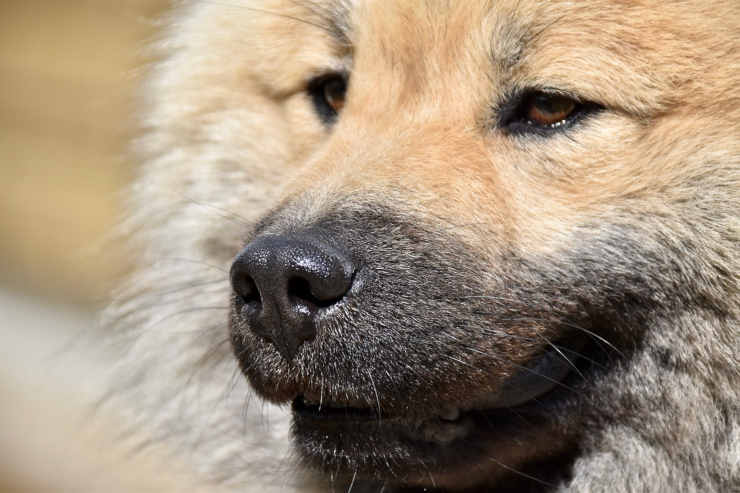 La salute del cane