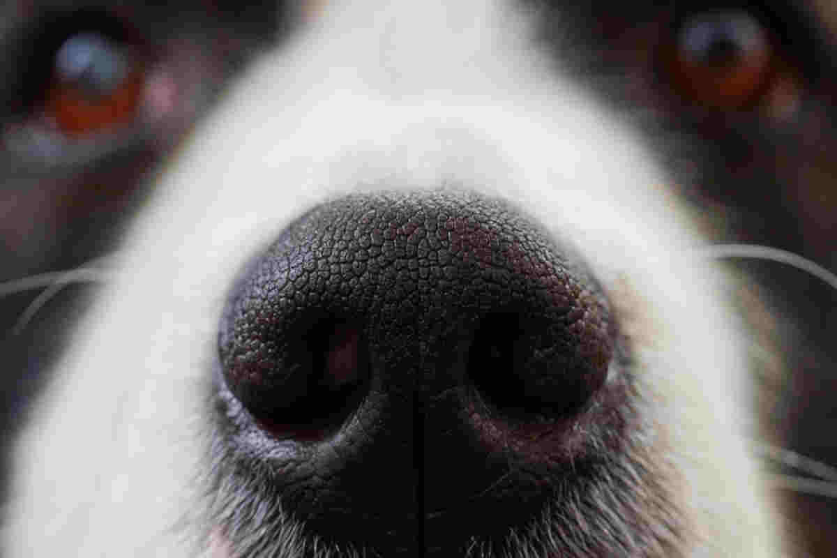 Naso del cane scolorito