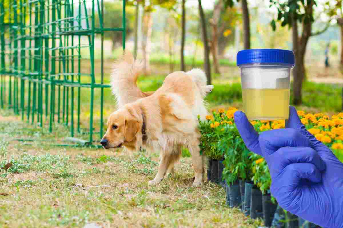 prelevare urina dagli animali domestici