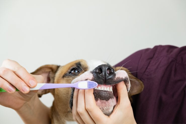 igiene dentale cani come procedere