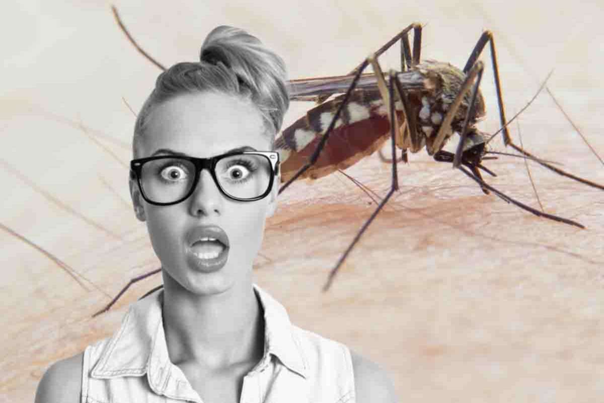 zanzare indispensabili: se sparissero un problema