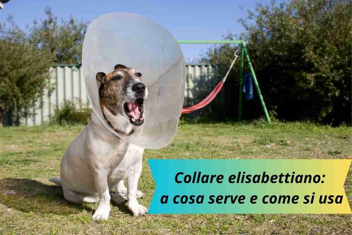 Cane sbadiglia fuori al giardino con il collare elisabettiano