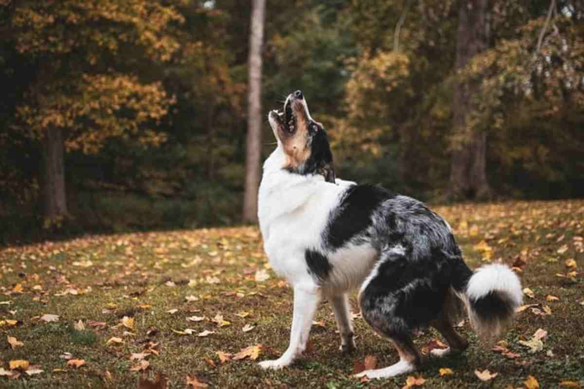 I cani ci parlano in mille modi diversi