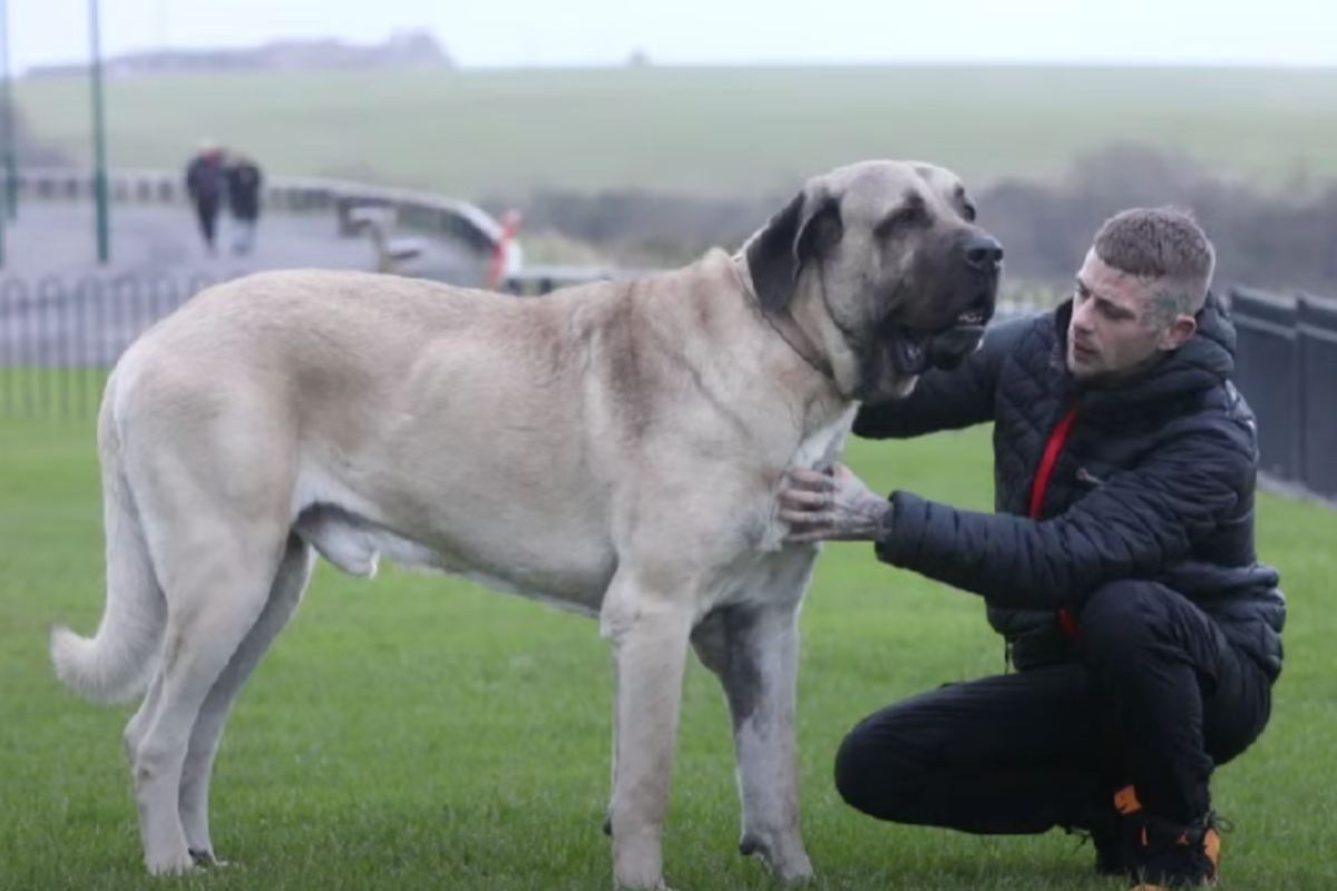 cane più grande tutti