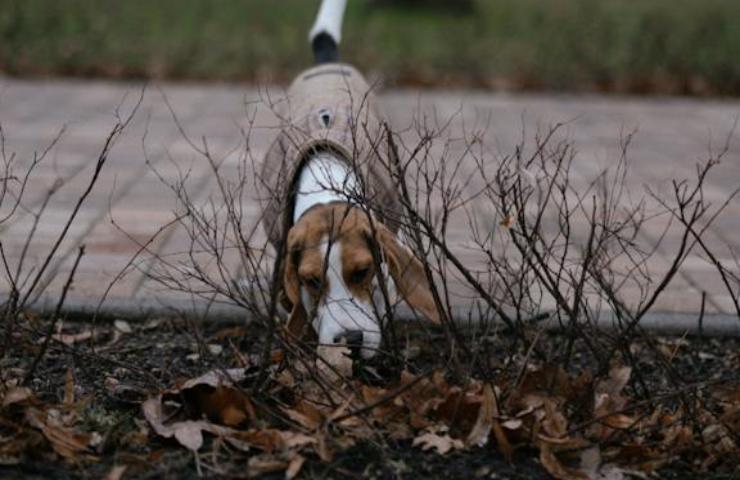 il cane annusa e lecca la pipì di altri animali