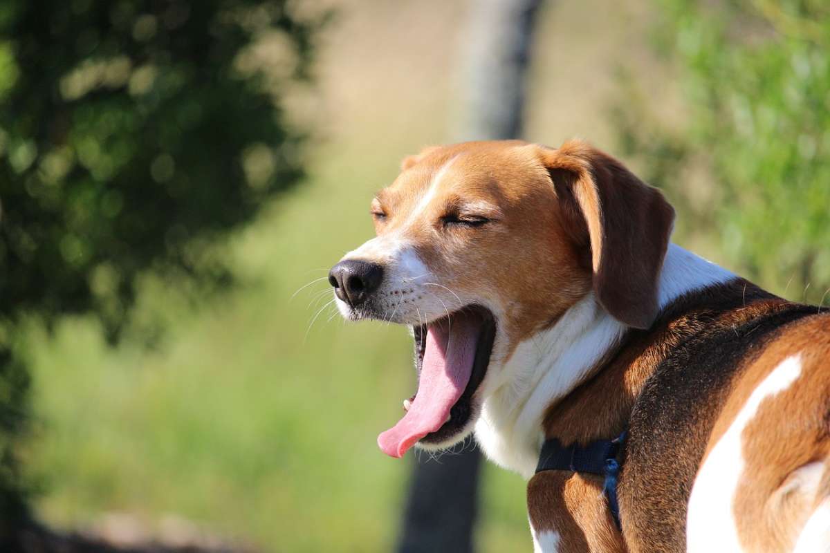 Beagle che sbadiglia