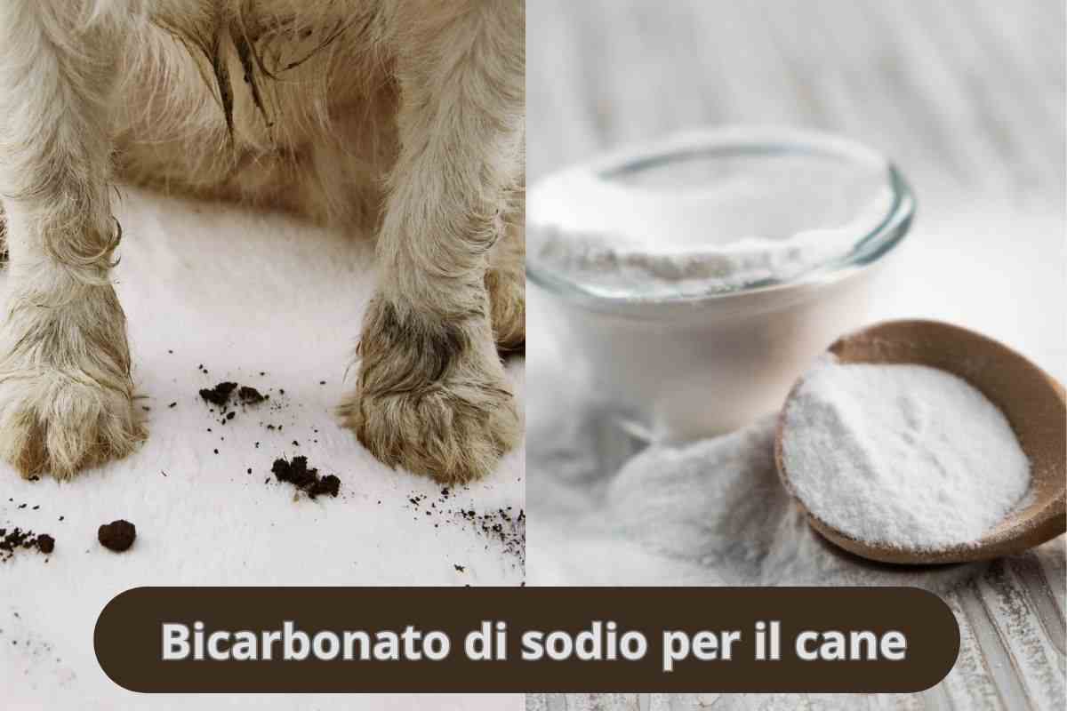 Un segreto di bellezza (e igiene): il bicarbonato di sodio per il cane