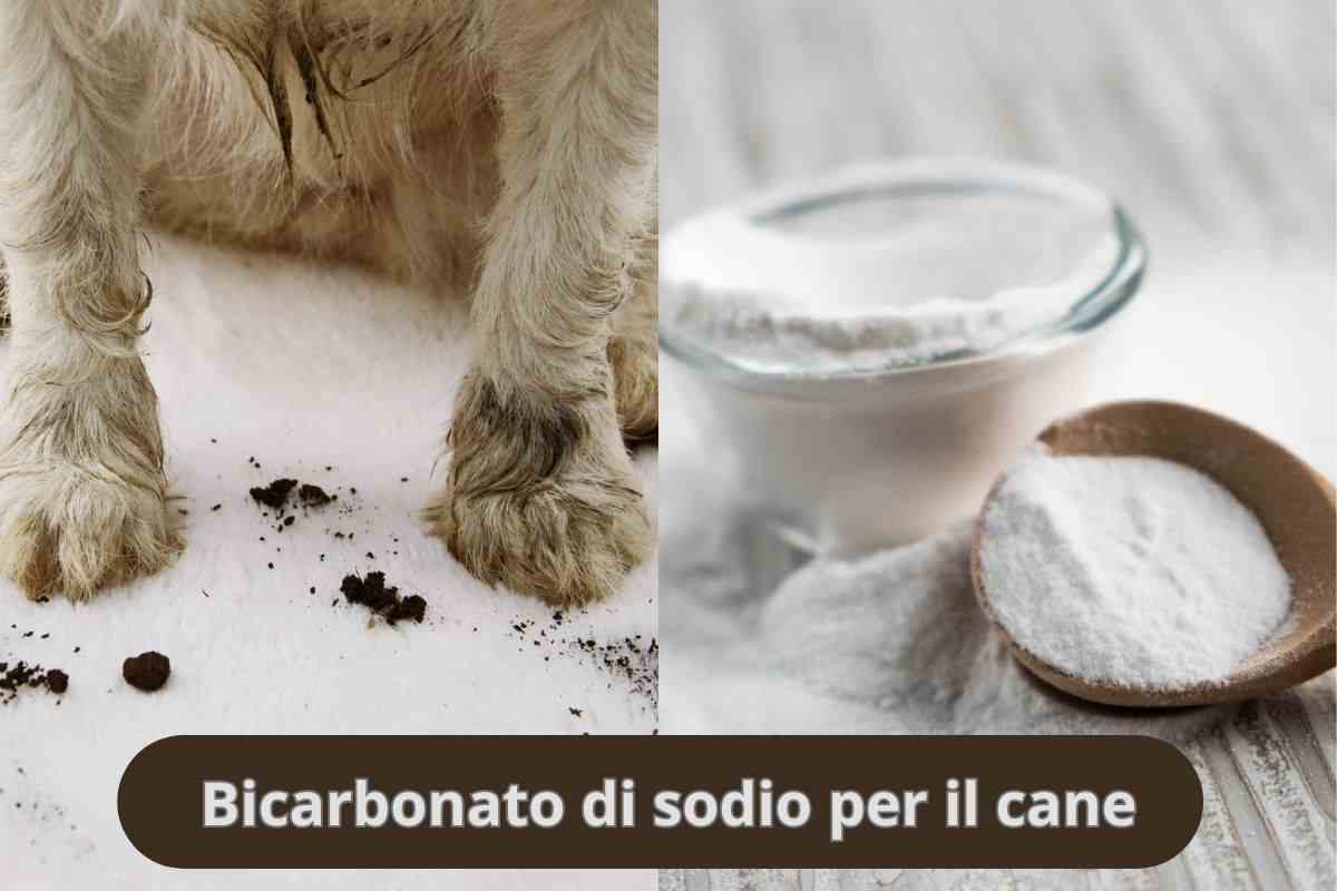 Sporco di terreno dalle zampe del cane e bicarbonato di sodio