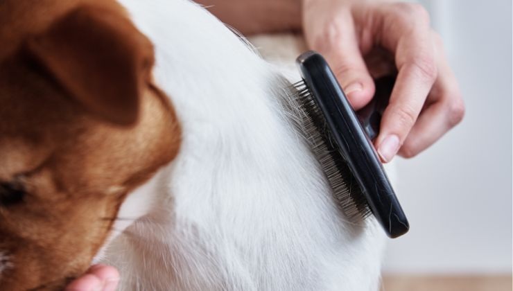 Spazzola sul pelo del cane