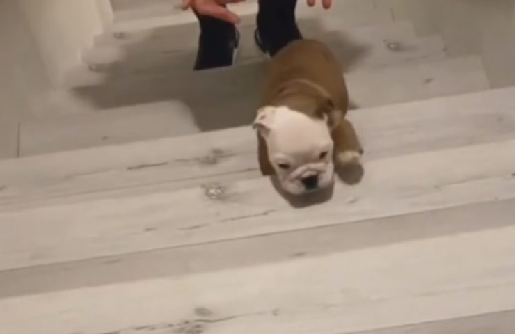 Bulldog fa le scale