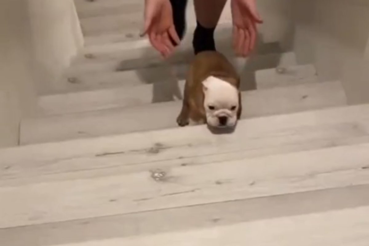 Bulldog impara a fare le scale