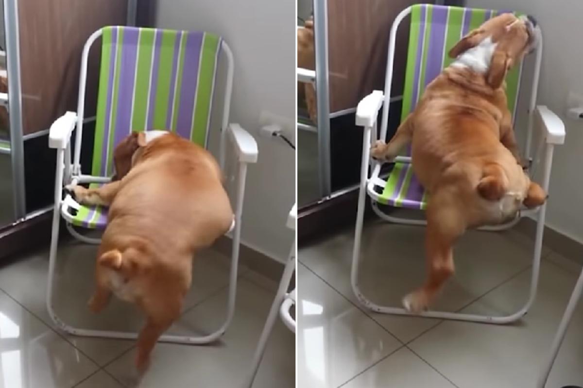 bulldog salire sedia