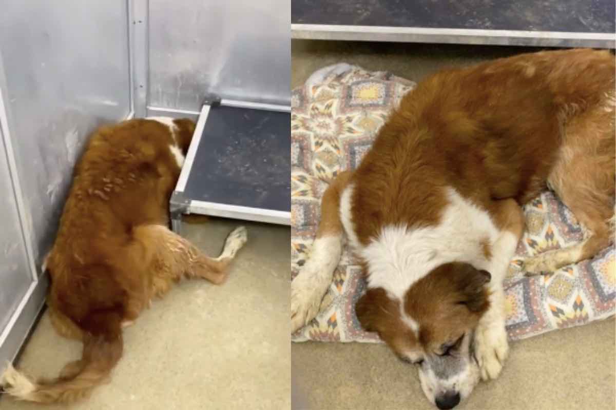 Cane anziano bianco e marrone nel box