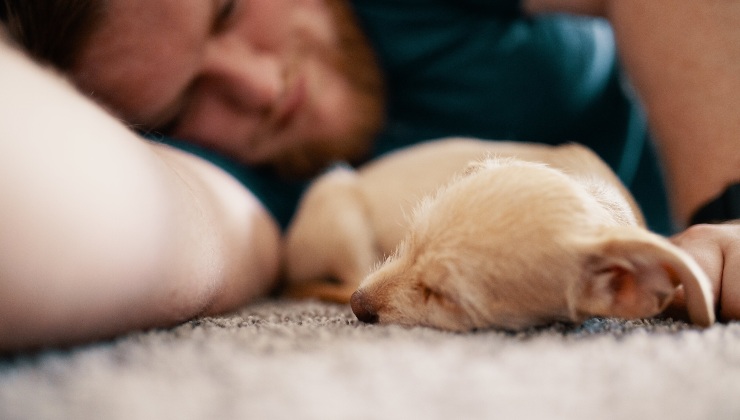 Cane dorme sul letto