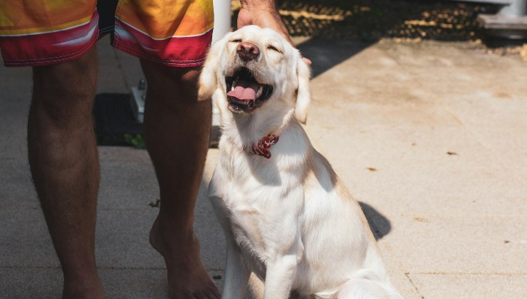 Labrador retriever seduto