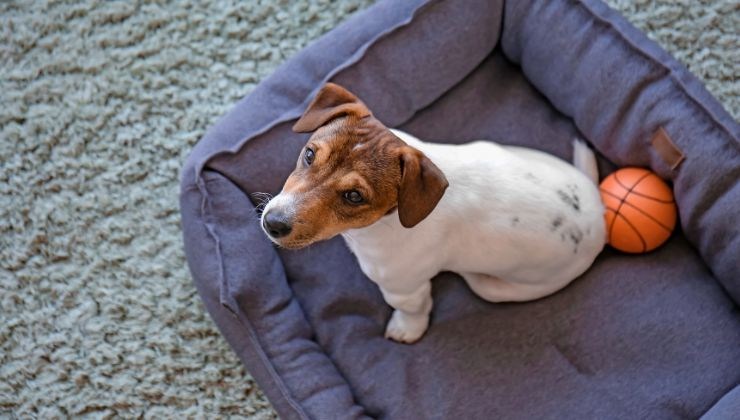 Cane con la pallina nella cuccia