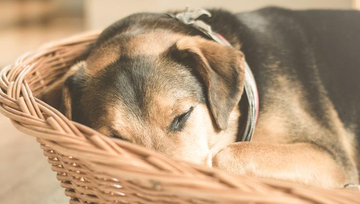 Cane dorme in una cesta 