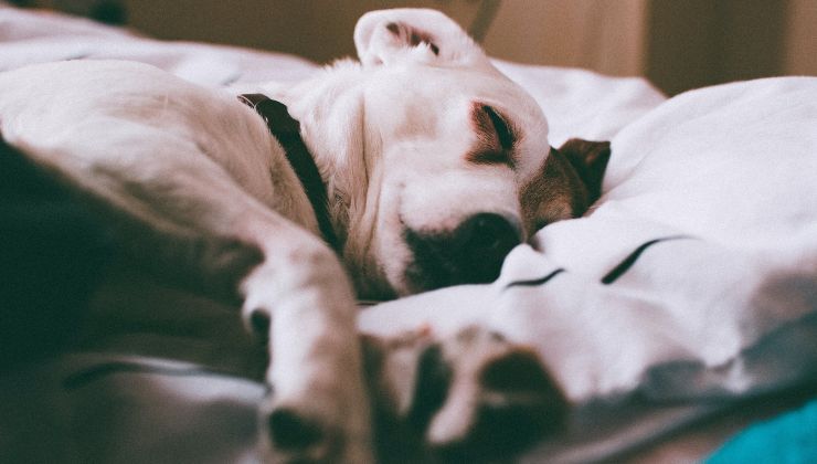 cane dorme su un cuscino 