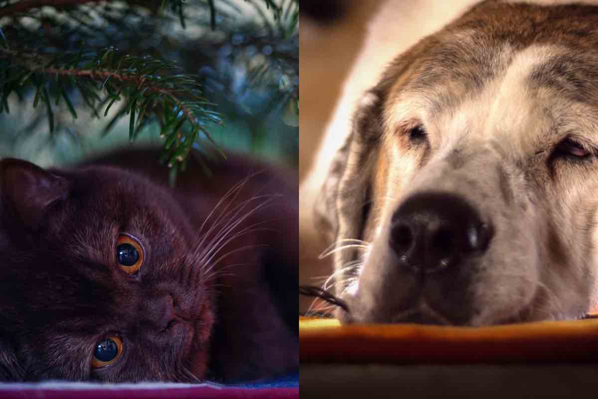 Cani e gatti sdraiati sotto l'albero di natale