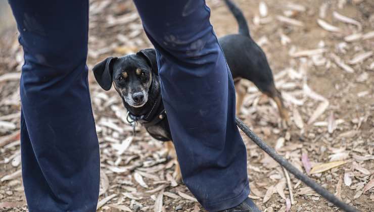 Cane nero passeggia tra le foglie e le gambe del padrone 