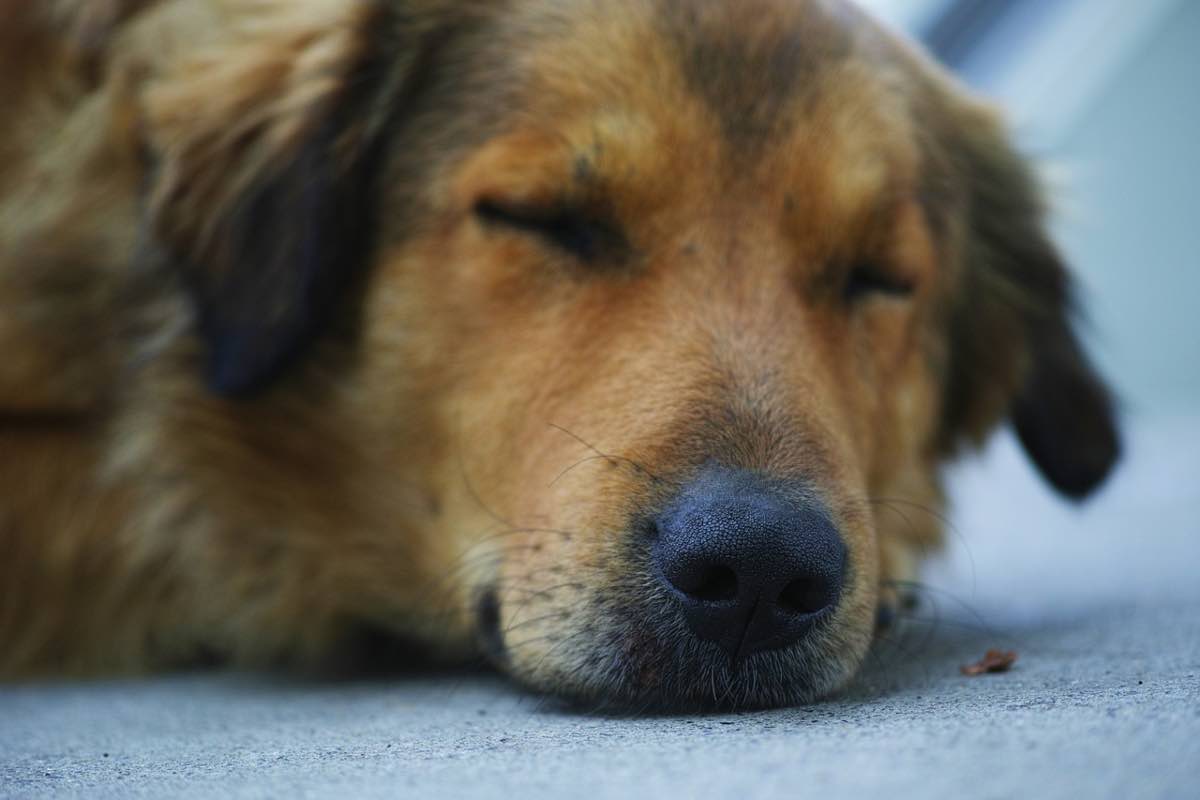 Cane sdraiato con occhi chiusi