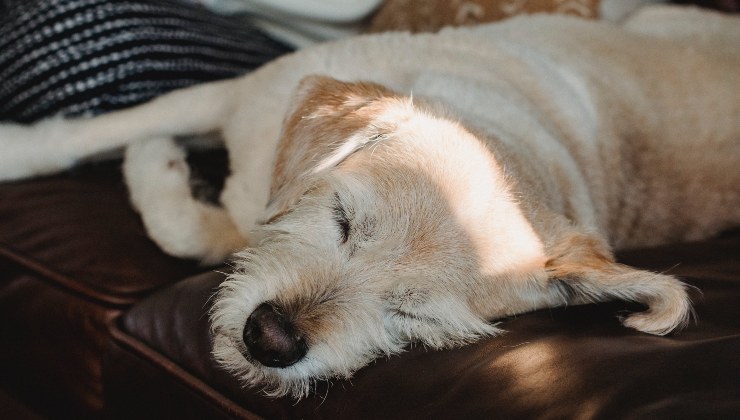 Cane dorme sul divano