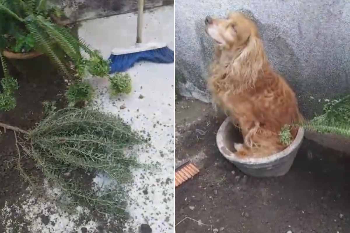 Cane si finge una pianta