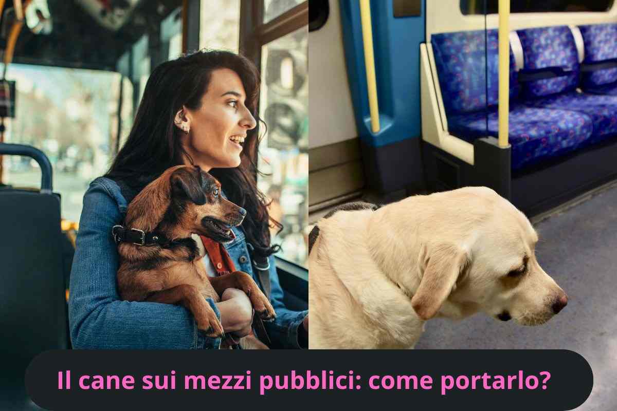 Cane su autobus e cane in metropolitana
