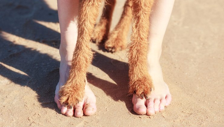Zampe del cane sui piedi di una donna