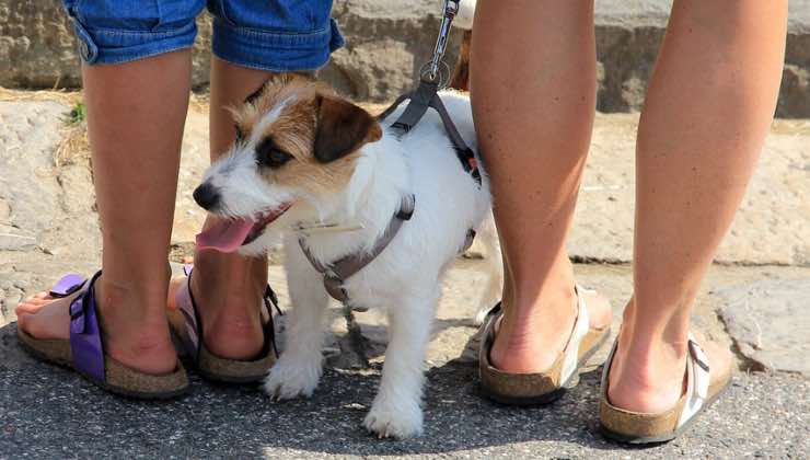 Cane tra le gambe di due persone 