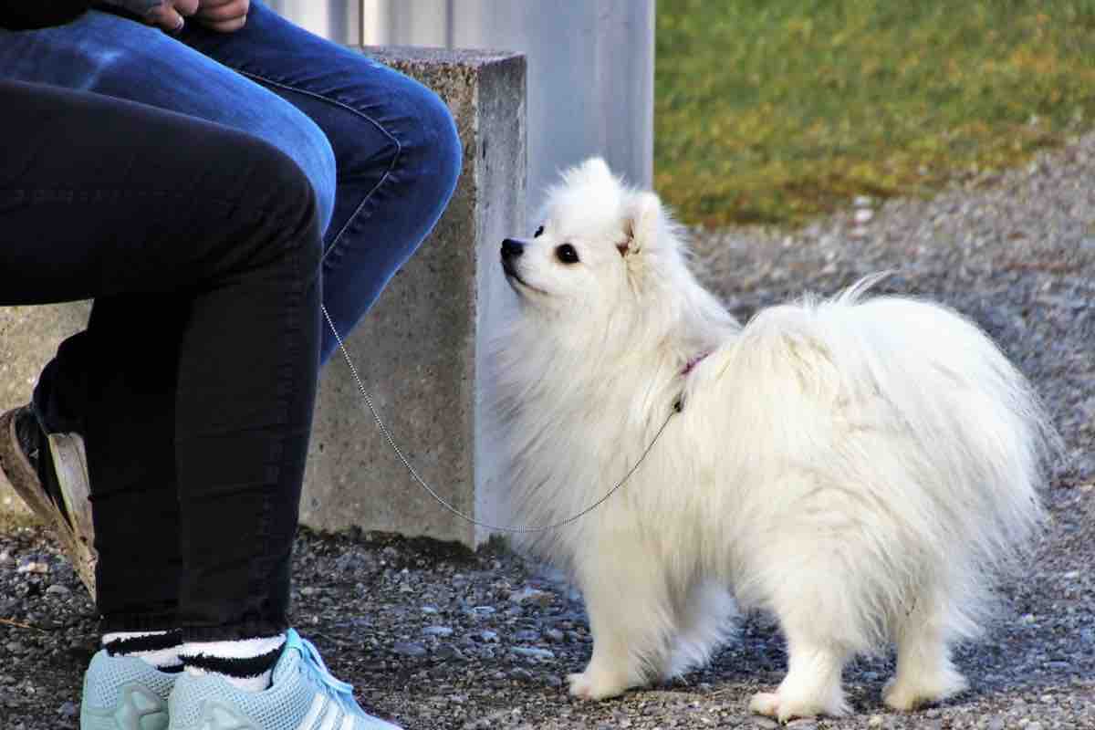 Piccolo cane bianco vicino alle gambe del suo padrone