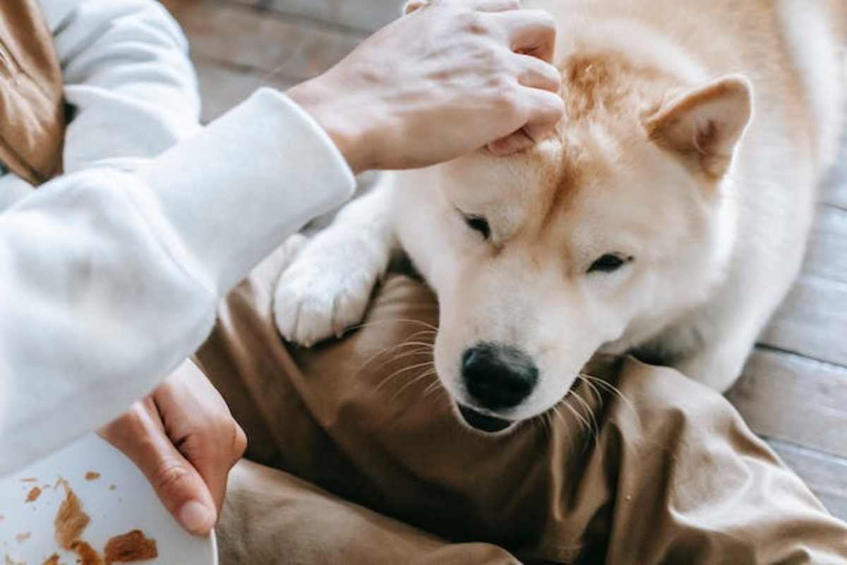 il tuo cane vuole partecipare agli abbracci