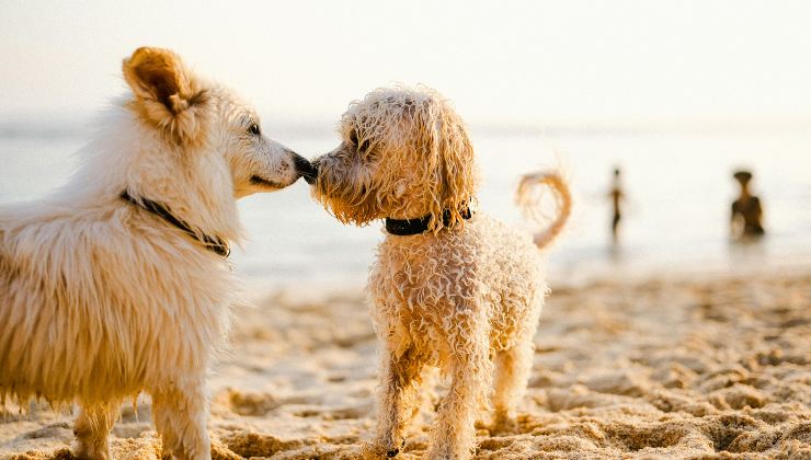 Due cani sulla spiaggia si annusano