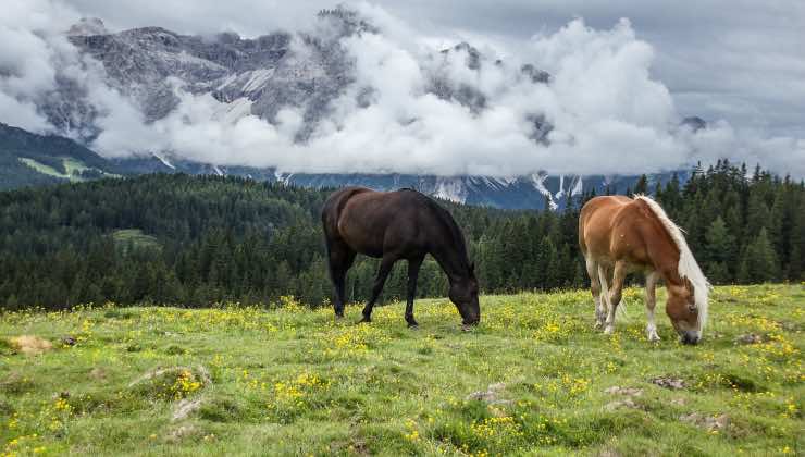 Due cavalli fanno manutenzione in un comune di montagna 