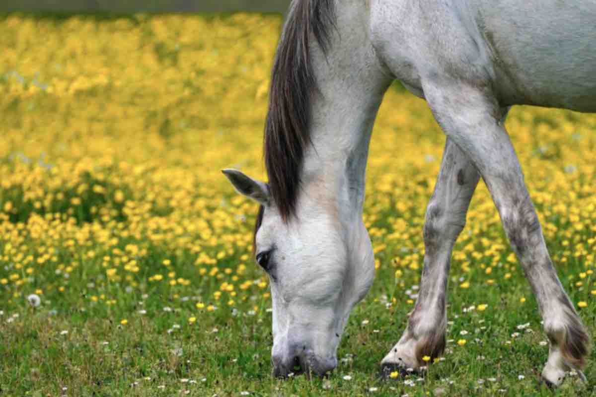 Cavallo nel comune che cerca l'erba da mangiare