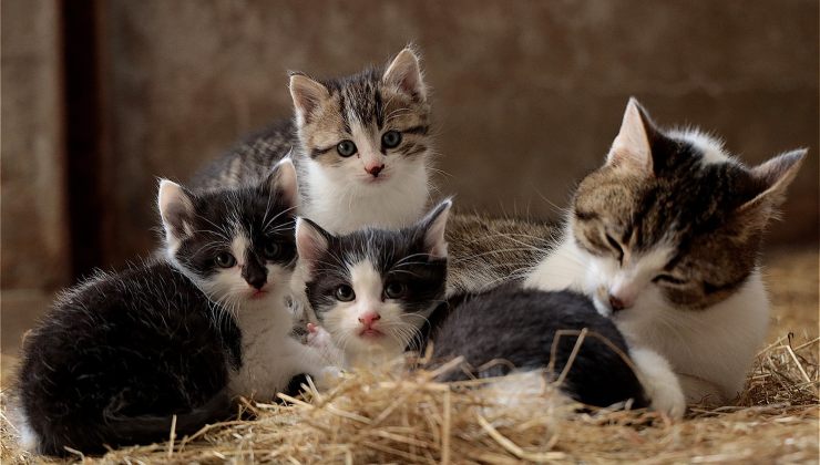 Gatti piccoli insieme alla mamma 