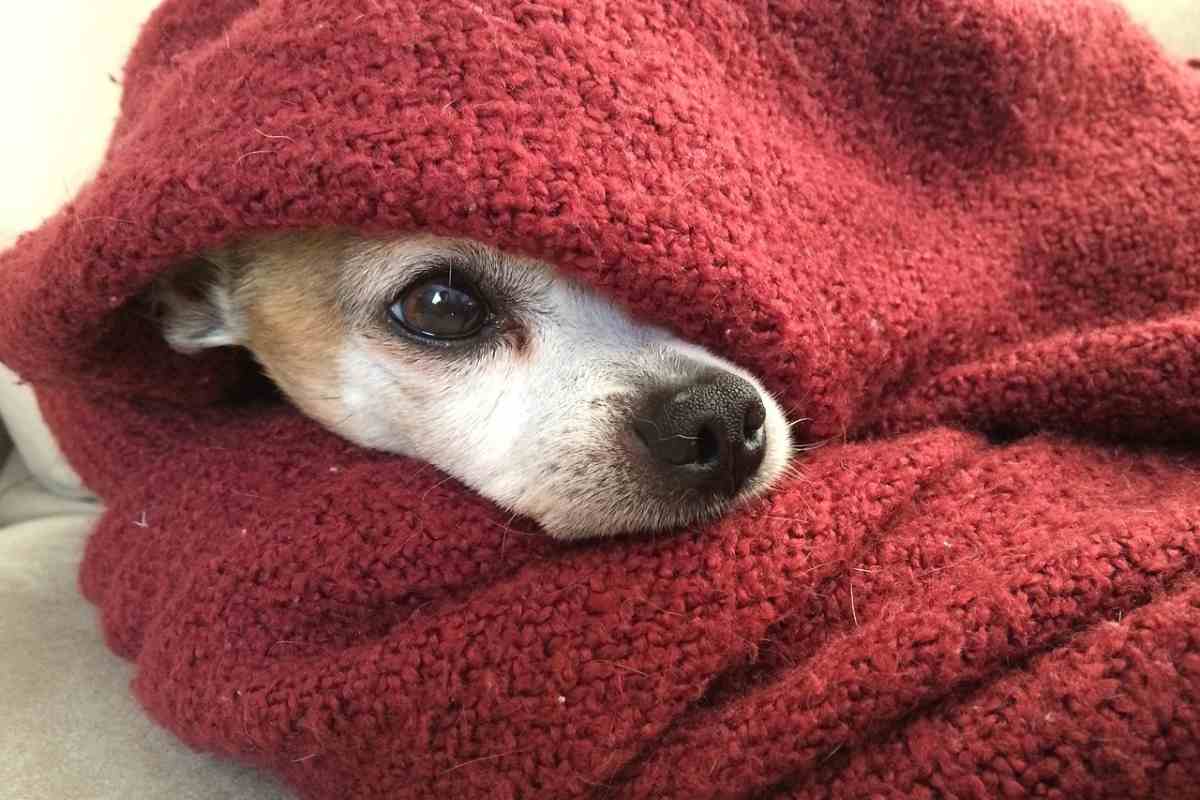 Chihuahua avvolto da coperta