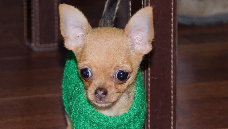 Piccolo cane in casa dopo incontro con processionaria 