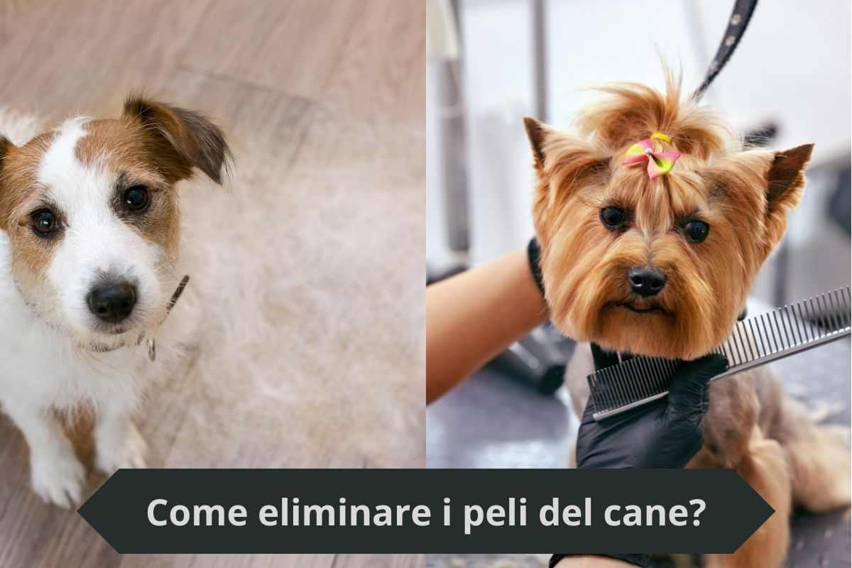 Pelo del cane a terra e pettine per il cane