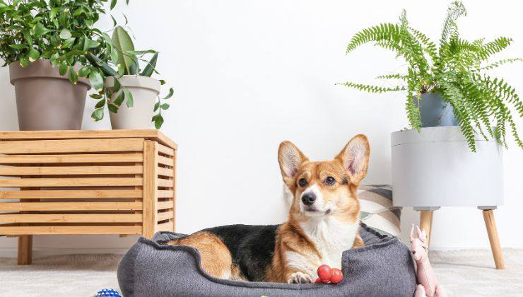 Cane su cuscino e altri accessori