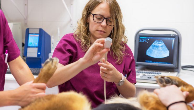 Visita dal veterinario