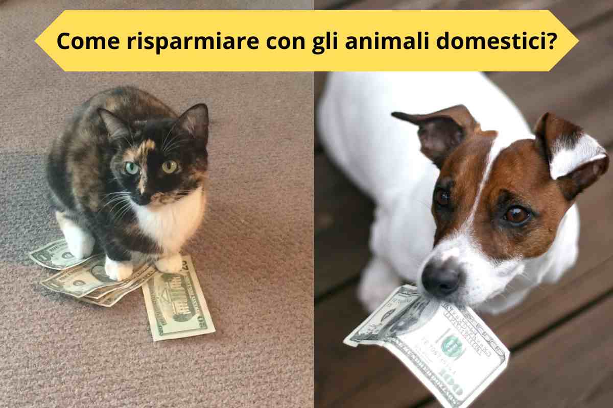 Gatto sulle banconote e cane con una banconota nel muso