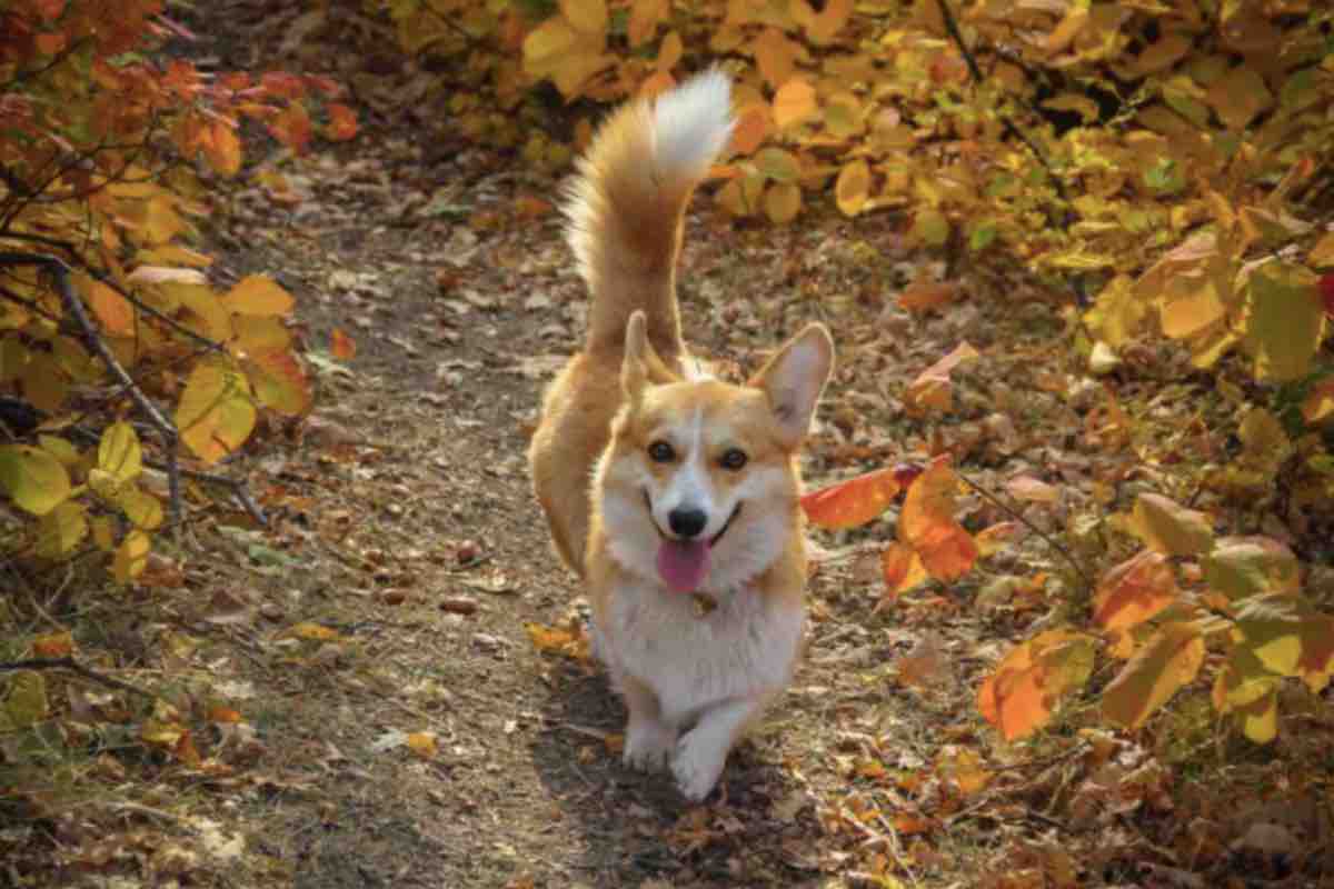 Corgi circondato da foglie in autunno