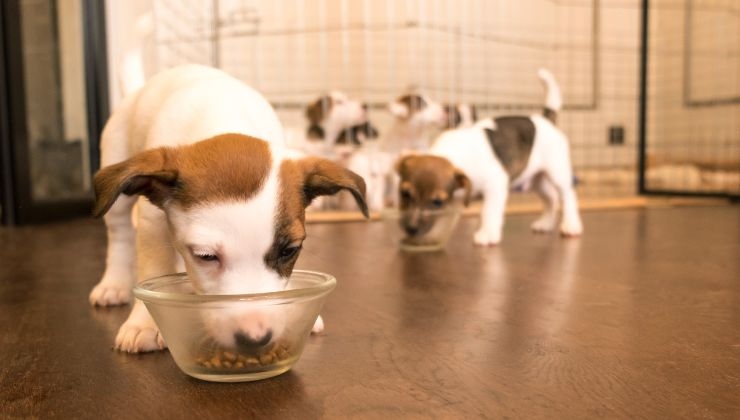Cani mangiano in ciotole separate
