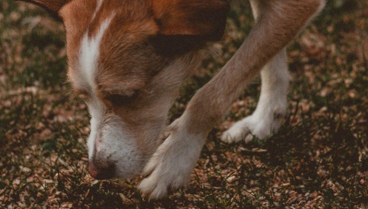 Cane bianco e marrone mangia la terra mentre passeggia