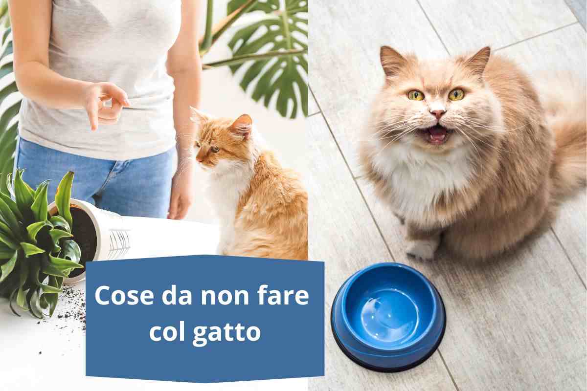 Sgridare il gatto e lasciarlo senza cibo 