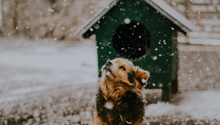 Cuccia per cane piccolo