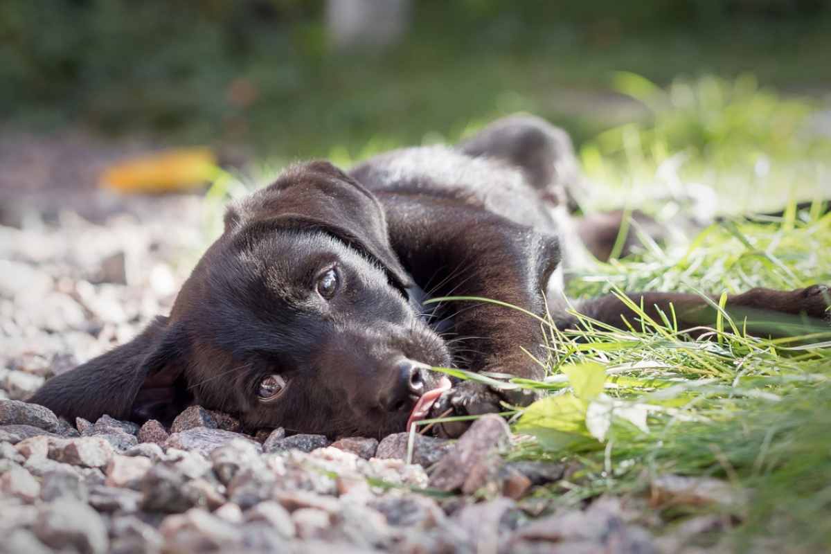 Cucciolo di cane