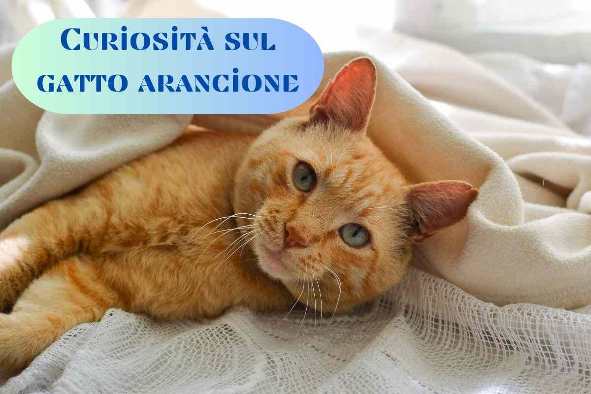 Gatto arancione a letto