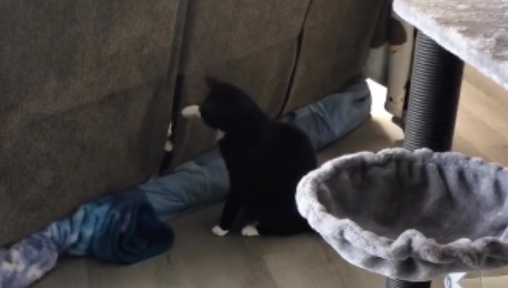 Il gatto di casa saluta un altro micio durante il loro primo incontro 